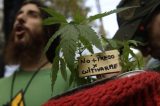 Argentina legaliza autocultivo de maconha para uso medicinal