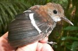 Pássaros desaparecem de área intacta da Amazônia, e resposta do enigma pode estar fora da floresta