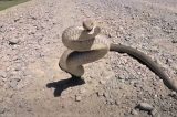 Criança é picada por cobra venenosa após pisar no animal; veja o vídeo