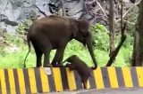 Mamãe elefante ajuda filhote a cruzar mureta na estrada; assista