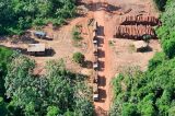 PF faz maior apreensão de madeira da história na Amazônia; confira