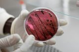 Mutação do vírus Ebola contamina porcos e pode ser transmitido a humanos, diz estudo