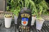 Igreja dos Humildes: pastores são presos por cultivo de maconha para tratamento dos fiéis