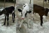 Em caso raro, vaca dá à luz filhotes trigêmeos em fazenda de Quicé, interior de Senhor do Bonfim