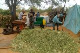 Agricultores de Jaguarari produzem cerca de três toneladas de silagem a partir do cultivo no ensaio agroecológico
