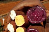 Embrapa atualiza informações e tecnologias sobre sistema de produção de batata-doce