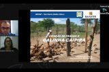 Famílias agricultoras e agentes de Ater contam com curso on-line sobre avicultura
