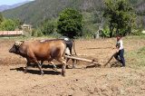 Projeto de agroecologia une produção camponesa às comunas urbanas na Venezuela