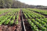 Governo federal pretende aumentar produção de fertilizantes