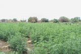 Plantio com mais de 30 mil pés de maconha é erradicado pela PM Plantio com mais de 30 mil pés de maconha é erradicado pela PM