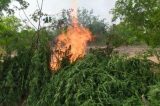 Cerca de mil pés de maconha são incinerados em Abaré