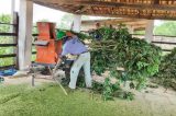 Parte aérea da mandioca é utilizada na produção de silagem para alimentar os animais Parte aérea da mandioca é utilizada na produção de silagem para alimentar os animais