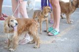 Rússia produz primeiro lote de vacina contra Covid-19 para animais