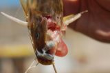 Hidrelétricas matam toneladas de peixes e ameaçam espécies nos rios brasileiros, aponta estudo Hidrelétricas matam toneladas de peixes e ameaçam espécies nos rios brasileiros, aponta estudo