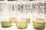 Infecção por dengue cai 77% em teste com bactéria em mosquito Aedes Aegypti