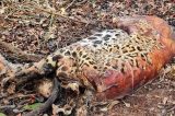 PF investiga mortes de duas onças-pintadas e outros 18 animais no Pantanal