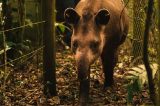 Anta nasce em reserva onde espécie estava extinta há mais de 100 anos