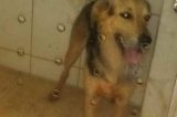 Mulher morre após ser atacada por cães na Bahia