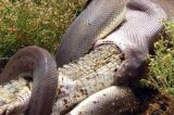 Imagens mostram cobra píton engolindo crocodilo inteiro na Austrália; veja