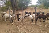 Doação de palhada: Criadores comemoram parceria entre prefeitura de Juazeiro e Agrovale na alimentação dos rebanhos Doação de palhada: Criadores comemoram parceria entre prefeitura de Juazeiro e Agrovale na alimentação dos rebanhos
