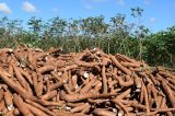 Embrapa Cerrados lança cultivares de mandiocas de indústria nesta terça (14)