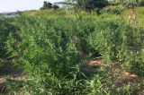 Polícia extermina plantação com mais de 18 mil pés de maconha em Curaçá