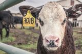 Agricultura confirma dois casos de vaca louca e suspende exportação para a China Agricultura confirma dois casos de vaca louca e suspende exportação para a China