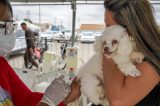 Juazeiro vacina quase 12 mil cães e gatos contra a raiva durante campanha