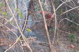 Polícia indicia 4 por incêndios na Chapada