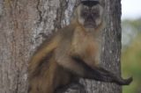 Animais do Pantanal aprendem a ‘mendigar comida’ para sobreviver na seca Animais do Pantanal aprendem a ‘mendigar comida’ para sobreviver na seca