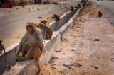 Homem morre após ser atingido por tijolo atirado por macaco, na Índia