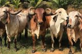 A pressão internacional por preservação que ameaça soja e carne do Brasil