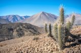 O tesouro genético que permite vida no deserto mais seco do planeta