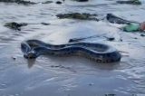 Sucuri de cinco metros é encontrada em praia de Itacaré, na Bahia; veja vídeo
