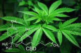 Como a maconha afeta nossa cognição e psicologia, segundo novos estudos