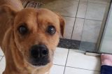 MP recomenda que Município de Santaluz medidas de controle de natalidade de cães e gatos