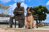 Adote Amor: Prefeitura de Juazeiro lança Campanha Virtual de Adoção de Cães e Gatos