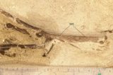 Fósseis de ave pré-histórica desconhecida para ciência são revelados na Alemanha