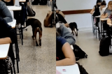 Cachorro é “contratado” para fiscalizar prova e desempenho do animal surpreende professor; assista