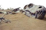 Cientistas dizem ter encontrado fóssil de dinossauro que pode ter morrido em choque de asteroide Cientistas dizem ter encontrado fóssil de dinossauro que pode ter morrido em choque de asteroide