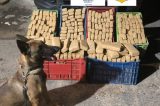 Mais de R$ 15 milhões em drogas são apreendidos em Salvador e no interior da Bahia
