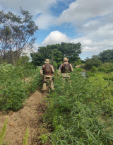 Polícia Militar erradica 4.700 pés de maconha Curaçá