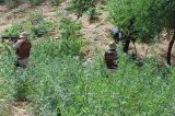 Polícia destrói plantação com 15 mil pés de maconha em povoado de Casa Nova