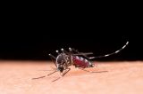 Quinta morte por dengue hemorrágica é confirmada na Bahia Quinta morte por dengue hemorrágica é confirmada na Bahia