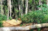 Bahia é estado com maior área desmatada no primeiro trimestre de 2022 Bahia é estado com maior área desmatada no primeiro trimestre de 2022