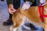 Prefeitura de Juazeiro realiza Dia D da Campanha de Vacinação Antirrábica de cães e gatos neste sábado
