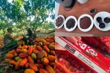 Multinacionais investem em medidas na Bahia para evitar o ‘fim do chocolate’ Multinacionais investem em medidas na Bahia para evitar o ‘fim do chocolate’