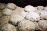 Incubadora de dinossauros com 92 ninhos e mais de 250 ovos é descoberta na Índia