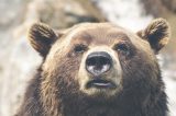 Funcionário é espancado até a morte por urso faminto