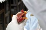 Argentina registra novos casos de gripe aviária